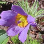 pasqueflower