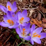 crocus