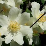 mock orange