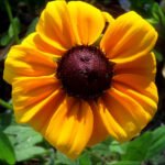 rudbeckia